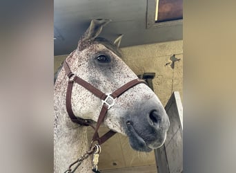 Cheval de sport hongrois, Hongre, 12 Ans, Gris moucheté