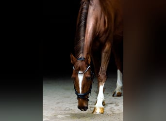 Cheval de sport hongrois, Hongre, 13 Ans, 167 cm, Alezan