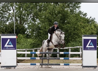 Cheval de sport hongrois, Hongre, 14 Ans, 160 cm, Gris