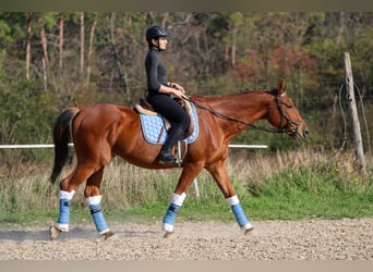 Cheval de sport hongrois, Hongre, 14 Ans, 167 cm, Bai cerise