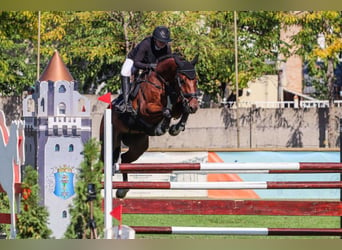 Cheval de sport hongrois, Hongre, 14 Ans, 168 cm, Bai clair