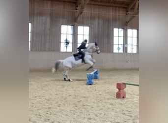 Cheval de sport hongrois, Hongre, 14 Ans, Gris moucheté