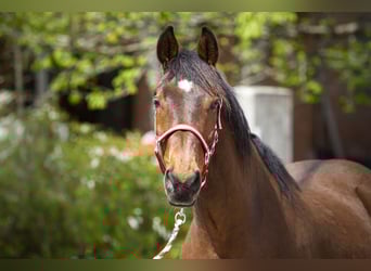 Cheval de sport hongrois, Hongre, 16 Ans, 160 cm, Bai