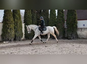 Cheval de sport hongrois, Hongre, 16 Ans, 168 cm, Gris