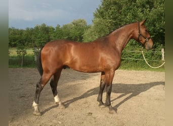 Cheval de sport hongrois, Hongre, 16 Ans, 171 cm, Bai brun