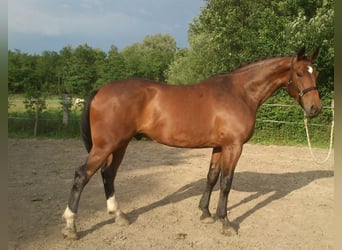 Cheval de sport hongrois, Hongre, 17 Ans, 171 cm, Bai brun