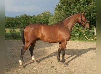 Cheval de sport hongrois, Hongre, 17 Ans, 171 cm, Bai brun