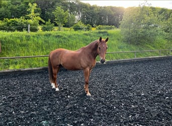 Cheval de sport hongrois, Hongre, 18 Ans, 163 cm, Alezan
