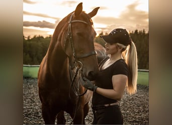 Cheval de sport hongrois, Hongre, 18 Ans, 163 cm, Bai