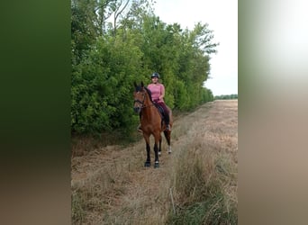 Cheval de sport hongrois, Hongre, 18 Ans, 165 cm, Bai