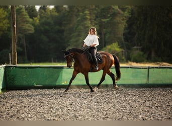 Cheval de sport hongrois, Hongre, 19 Ans, 163 cm, Bai