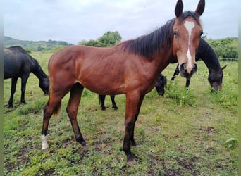 Cheval de sport hongrois, Hongre, 1 Année, 160 cm, Bai clair