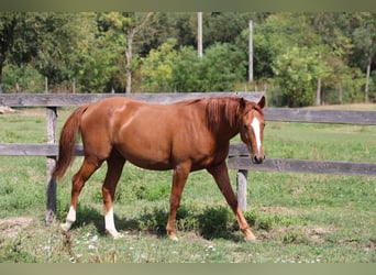 Cheval de sport hongrois, Hongre, 2 Ans, 160 cm, Alezan brûlé