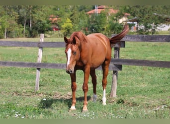 Cheval de sport hongrois, Hongre, 2 Ans, 160 cm, Alezan brûlé