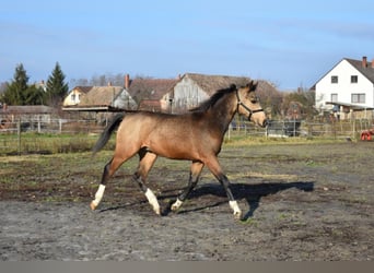 Cheval de sport hongrois, Hongre, 2 Ans, 162 cm, Buckskin