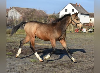 Cheval de sport hongrois, Hongre, 2 Ans, 162 cm, Buckskin