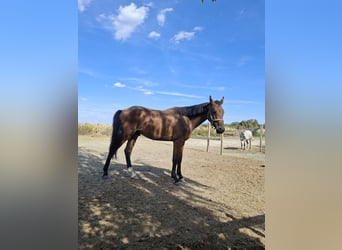 Cheval de sport hongrois, Hongre, 2 Ans, 168 cm, Bai cerise