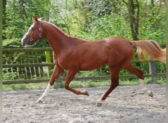 Cheval de sport hongrois, Hongre, 3 Ans, 155 cm, Alezan