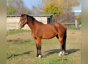 Cheval de sport hongrois, Hongre, 3 Ans, 155 cm, Bai