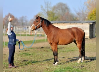 Cheval de sport hongrois, Hongre, 3 Ans, 155 cm, Bai