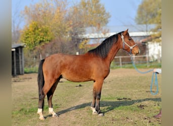 Cheval de sport hongrois, Hongre, 3 Ans, 155 cm, Bai