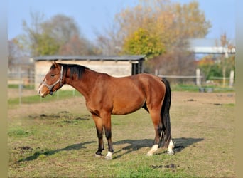 Cheval de sport hongrois, Hongre, 3 Ans, 155 cm, Bai