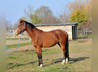 Cheval de sport hongrois, Hongre, 3 Ans, 155 cm, Bai