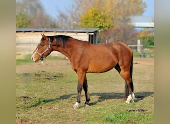 Cheval de sport hongrois, Hongre, 3 Ans, 155 cm, Bai