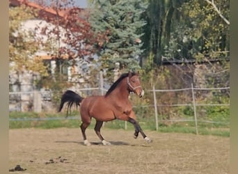 Cheval de sport hongrois, Hongre, 3 Ans, 155 cm, Bai