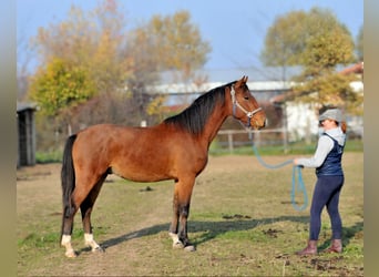 Cheval de sport hongrois, Hongre, 3 Ans, 155 cm, Bai