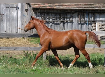 Cheval de sport hongrois, Hongre, 3 Ans, 160 cm, Alezan brûlé