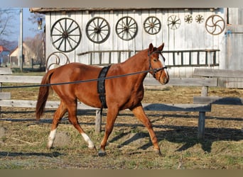 Cheval de sport hongrois, Hongre, 3 Ans, 160 cm, Alezan brûlé