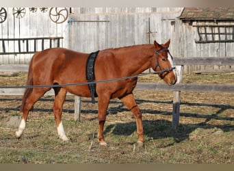 Cheval de sport hongrois, Hongre, 3 Ans, 160 cm, Alezan brûlé