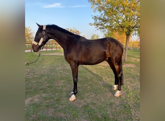 Cheval de sport hongrois, Hongre, 3 Ans, 160 cm, Bai cerise