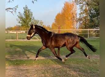 Cheval de sport hongrois, Hongre, 3 Ans, 160 cm, Bai cerise