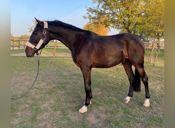 Cheval de sport hongrois, Hongre, 3 Ans, 160 cm, Bai cerise