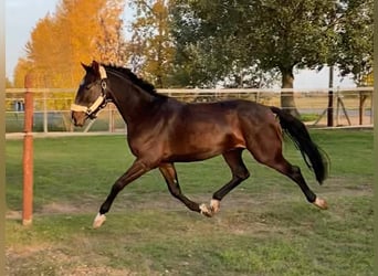 Cheval de sport hongrois, Hongre, 3 Ans, 160 cm, Bai cerise