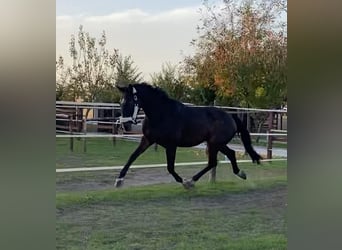 Cheval de sport hongrois, Hongre, 3 Ans, 160 cm, Bai cerise