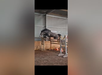 Cheval de sport hongrois, Hongre, 3 Ans, 161 cm, Gris