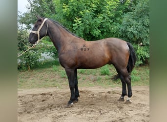 Cheval de sport hongrois Croisé, Hongre, 3 Ans, 162 cm, Bai brun foncé