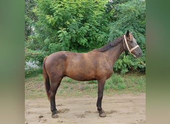 Cheval de sport hongrois Croisé, Hongre, 3 Ans, 162 cm, Bai brun foncé