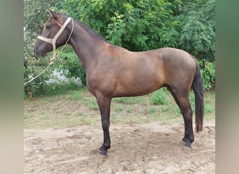 Cheval de sport hongrois Croisé, Hongre, 3 Ans, 162 cm, Bai brun foncé