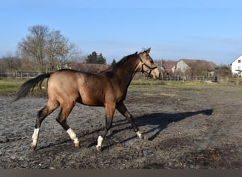 Cheval de sport hongrois, Hongre, 3 Ans, 162 cm, Buckskin
