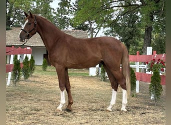 Cheval de sport hongrois, Hongre, 3 Ans, 168 cm, Alezan cuivré