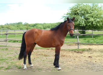 Cheval de sport hongrois, Hongre, 3 Ans, 170 cm, Bai cerise