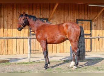 Cheval de sport hongrois, Hongre, 3 Ans, 170 cm, Noir