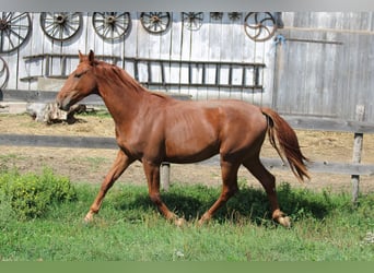 Cheval de sport hongrois, Hongre, 3 Ans, Alezan brûlé