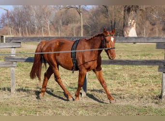 Cheval de sport hongrois, Hongre, 3 Ans, Alezan brûlé