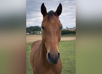 Cheval de sport hongrois, Hongre, 3 Ans, Bai