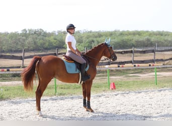 Cheval de sport hongrois, Hongre, 4 Ans, 158 cm, Alezan brûlé